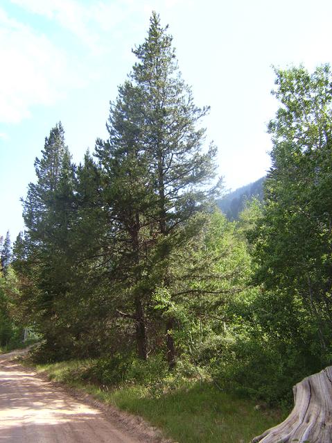 Lodgepole Pine